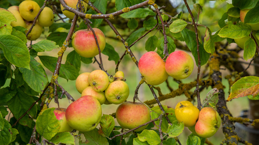 Late summer apples growing in Lyveden's orchard.